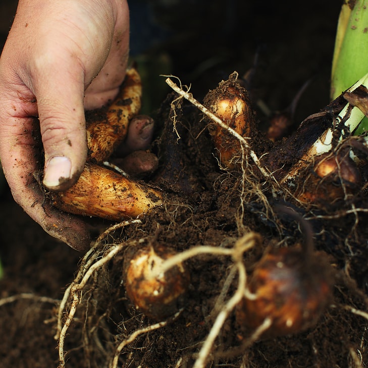 甚五右ヱ門芋アイス 1箱(6個入)
