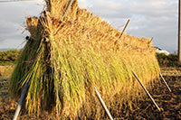 黒澤ファーム有機玄米と放牧みるく